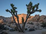 Joshua Tree 008